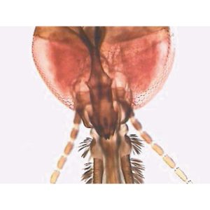 Anopheles Female Adult Mouthparts. W.