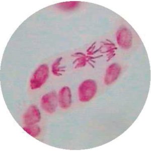 Zea Mays T.s. Root (b8-150)