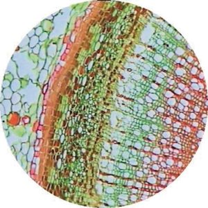 Urtica Dioica Stem Ts For Stinging Cells