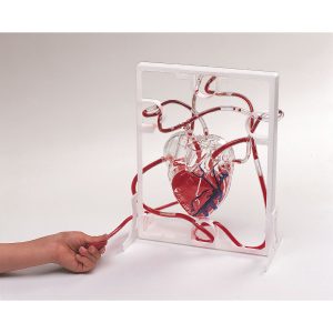 3d Pumping Heart Model