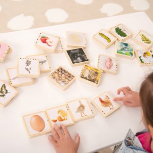 Wooden Lifecycle Tiles