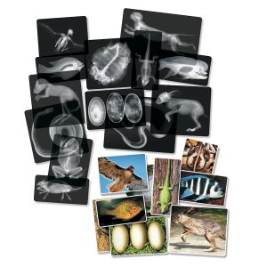 A4 Animal X rays