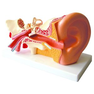 4x Life Size Human Ear Model